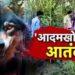 UP News: बहराइच में फिर से लौटा खूंखार भेड़िया, दो बच्च्चों को जिंदा निगल गया आदमखोर ‘लंगड़ा’