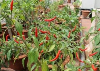 घर पर गमले में हरी मिर्च उगाएँ, सही मिट्टी, धूप और देखभाल के साथ ताज़ा और पोषण‑युक्त मिर्च का आनंद पाएं