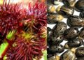 Ricin Chemical: गुजरात ATS द्वारा रिसिन जब्ती के बाद चर्चा तेज,कैसे करता है असर और यह क्यों है खतरनाक