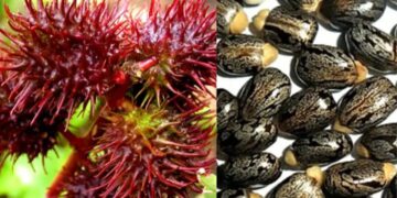 Ricin Chemical: गुजरात ATS द्वारा रिसिन जब्ती के बाद चर्चा तेज,कैसे करता है असर और यह क्यों है खतरनाक