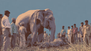 Lakhimpur Kheri elephant herd