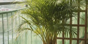 पत्तियां पीली नहीं होंगी! एक्सपर्ट से जानिए एरेका पाम की सही देखभाल, जड़ों में डालें ये आसान चीज़ और पौधा हमेशा हरा-भरा