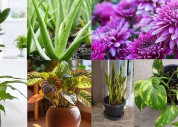 सर्दियों में घर को हरा‑भरा रखने के लिए ये 7 इंडोर प्लांट्स लगाए, कम पानी और कम रोशनी में भी खिलते हैं, जानें आसान देखभाल टिप्स!