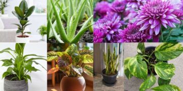 सर्दियों में घर को हरा‑भरा रखने के लिए ये 7 इंडोर प्लांट्स लगाए, कम पानी और कम रोशनी में भी खिलते हैं, जानें आसान देखभाल टिप्स!