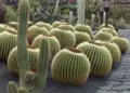 UP Cactus Farming