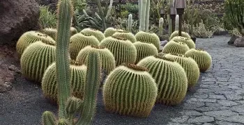 UP Cactus Farming