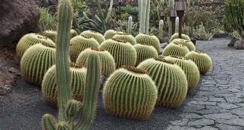 UP Cactus Farming