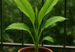 घर में गमले में हल्दी उगाएं, सही देखभाल से तेजी से बढ़ती है, स्वस्थ और ऑर्गेनिक हल्दी का लाभ लें