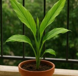 घर में गमले में हल्दी उगाएं, सही देखभाल से तेजी से बढ़ती है, स्वस्थ और ऑर्गेनिक हल्दी का लाभ लें