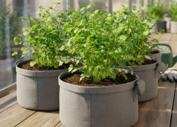 धनिया उगाते ही हो जाता है पीला? ये आसान घरेलू उपाय अपनाइए, गमले में हमेशा लहलहाएगा हरा धनिया