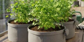 धनिया उगाते ही हो जाता है पीला? ये आसान घरेलू उपाय अपनाइए, गमले में हमेशा लहलहाएगा हरा धनिया