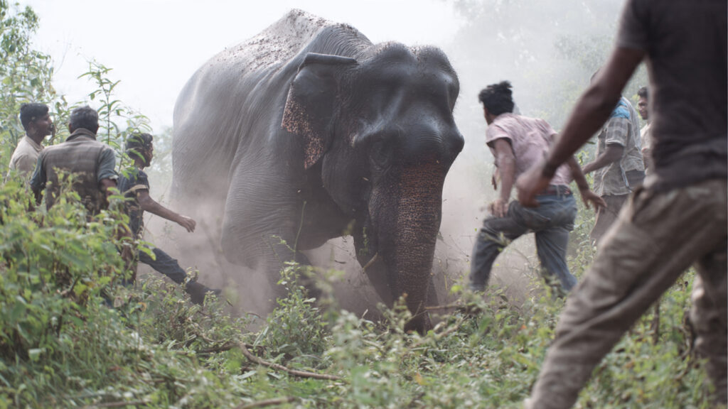 Lakhimpur Kheri elephant herd