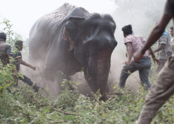 Lakhimpur Kheri elephant herd