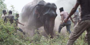 Lakhimpur Kheri elephant herd
