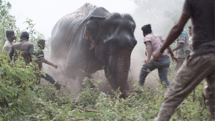 Lakhimpur Kheri elephant herd