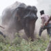 Lakhimpur Kheri elephant herd
