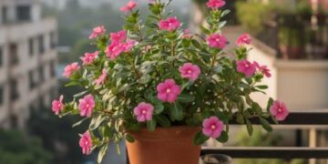 जानिए आसान टिप्स जिससे गुलाबी सदाबहार पौधा हमेशा खिलता रहे और आपकी बालकनी में हर मौसम में खुशबू और रंग भर दे!