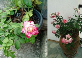 सर्दियों में गुलाब के पौधे सूख रहे हैं? ये 6 आसान टिप्स अपनाएँ और पाएँ हर मौसम में खिलते गुलाब