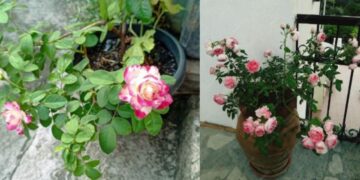 सर्दियों में गुलाब के पौधे सूख रहे हैं? ये 6 आसान टिप्स अपनाएँ और पाएँ हर मौसम में खिलते गुलाब
