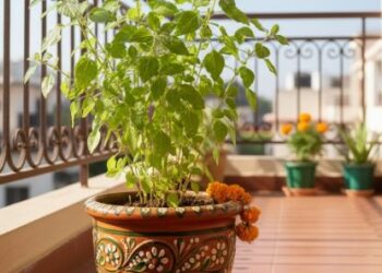 ठंड में मुरझा रही है तुलसी? दादी-नानी का ये नुस्खा बना देगा पौधे को घना, हरा और बेहद मजबूत