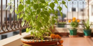 ठंड में मुरझा रही है तुलसी? दादी-नानी का ये नुस्खा बना देगा पौधे को घना, हरा और बेहद मजबूत