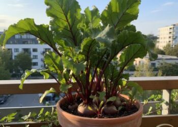 सर्दियों में घर पर बीटरूट उगाएं सरल तरीके से, कम मेहनत में पाएं ताज़ा और पौष्टिक पैदावार, जो हर खाने को बनाए हेल्दी और टेस्टी