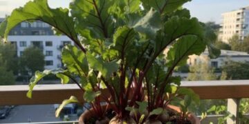 सर्दियों में घर पर बीटरूट उगाएं सरल तरीके से, कम मेहनत में पाएं ताज़ा और पौष्टिक पैदावार, जो हर खाने को बनाए हेल्दी और टेस्टी