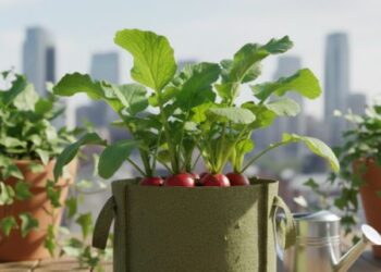 घर पर गमले में मूली उगाने का रहस्य, जानिए कौन सी बीज और देखभाल से आपकी बालकनी बन जाएगी मिनी गार्डन