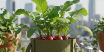 घर पर गमले में मूली उगाने का रहस्य, जानिए कौन सी बीज और देखभाल से आपकी बालकनी बन जाएगी मिनी गार्डन