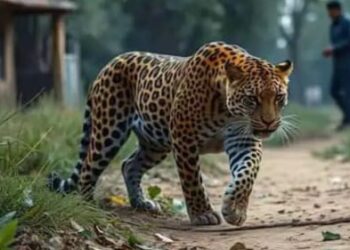 Leopard Attack: कहा खाना खाते समय किसान पर तेंदुए का हमला बना जानलेवा, संघर्ष के दौरान दोनों की मौत