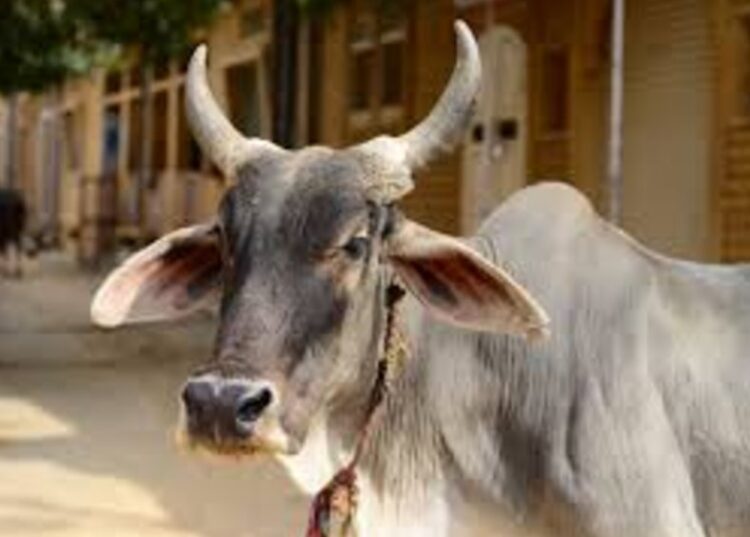 Rajbhawan Cow Deaths