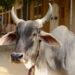 Rajbhawan Cow Deaths
