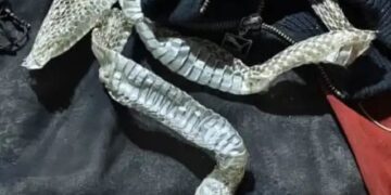 Auraiya girl snake skin escape drama