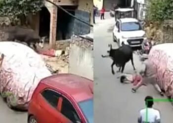 viral video cow attack on little girl