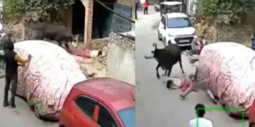 viral video cow attack on little girl