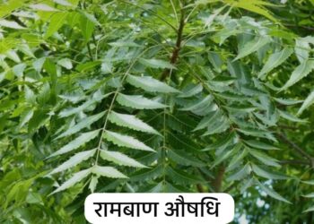 Neem Benefits: प्राकृतिक की इस देन को विज्ञान ने भी माना ब्रह्मास्त्र, जानिए किस ख़तरनाक बीमारी से मिलती है राहत