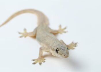 Lizard Control Tip: छिपकली भगाने के आसान उपाय जानिए कैसे किचन के आम सामानों से बिना केमिकल के इसको रखे घर से दूर