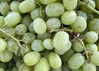 Health Alert: क्या आप भी खा रहे हैं केमिकल वाले अंगूर? तो आसान तरीके से करें इसकी पहचान