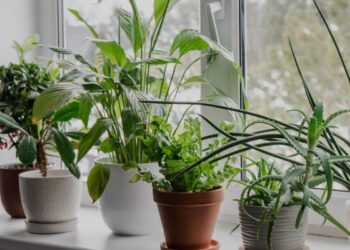 Gardning Tips: अपने घर के पौधों को रखना चाहते हैं तरो ताज़ा, तो आज ही अपनाये ये आसान गार्डनिंग टिप्स