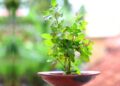 Tulsi Care Tips: सूख रही है तुलसी? फेंकने के बजाय इस का करें इस्तेमाल, 7 दिनों में दिखेगा असर