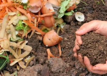 Kitchen Waste: घर के कचरे से बनाएं बाजार जैसी खाद; कूड़ा भी होगा कम और पौधे भी रहेंगे फ्रेश