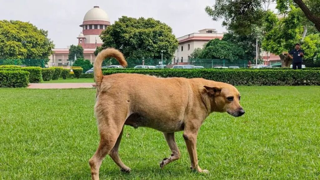 supreme court stray dogs decision