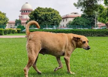 supreme court stray dogs decision