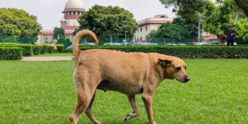 supreme court stray dogs decision