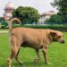 supreme court stray dogs decision