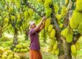 Kerala Jackfruit Capital