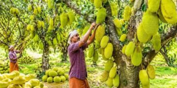 Kerala Jackfruit Capital