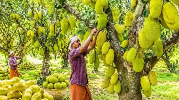 Kerala Jackfruit Capital