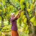 Kerala Jackfruit Capital