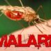 Malaria Free Mission: मलेरिया मुक्त उत्तर प्रदेश का मिशन शुरू, “Track -Test -Treat”  बनेगा सफलता का मंत्र